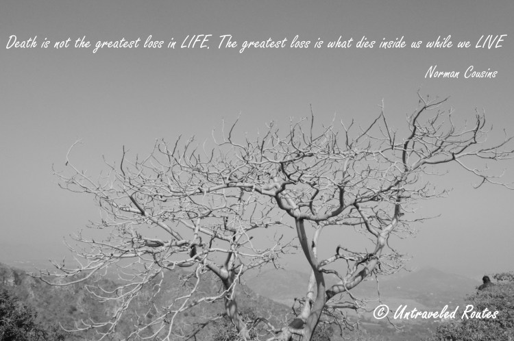 Udaipur Tree Quote
